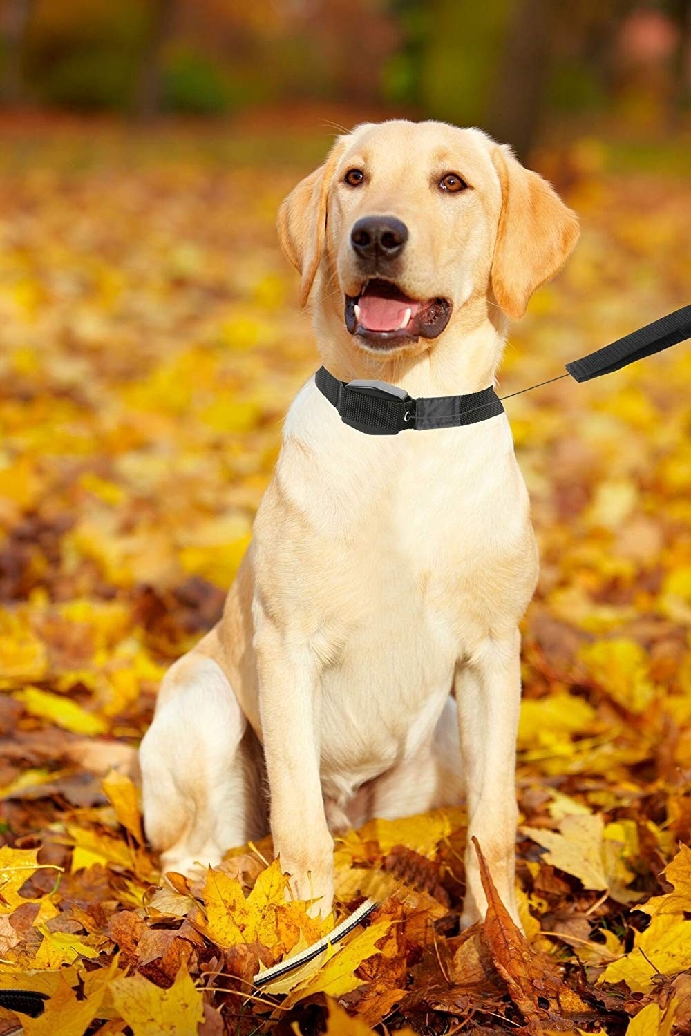 Zgarda pentru caini cu lesa magnetica retractabila Lucky