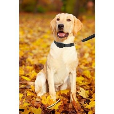 Zgarda pentru caini cu lesa magnetica retractabila Lucky